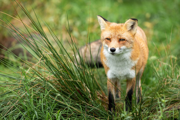 Portrait of a Red fox in the forest during the autumn