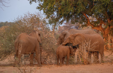 A family group of African elephants forage on green leaves on bushes in the Pafuri area of the...