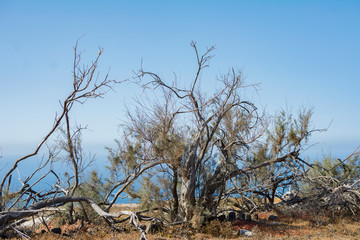 Landscape with dry tree trunks and a beautiful blue sky without clouds.