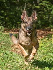 Portrait of a German shepherd on a natural background. German shepherd in motion. Working dog