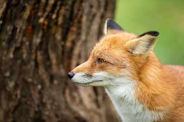 Fototapeta premium Portrait of a Red fox in the forest during the autumn