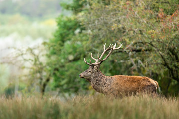 Red deer in the forest during the rut