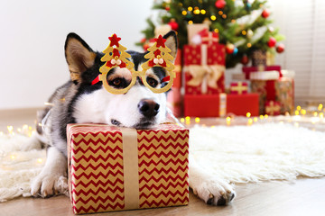 Black and white siberian husky on Christmas eve concept. Nine months old adorable doggy on the floor by the holiday tree with wrapped gift boxes. Festive background, close up, copy space.