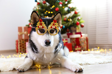 Black and white siberian husky on Christmas eve concept. Nine months old adorable doggy on the floor by the holiday tree with wrapped gift boxes. Festive background, close up, copy space.