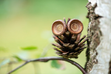 Tannenzapfen als Eule