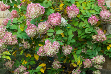 Blooming hydrangea in autumn against a stone wall.