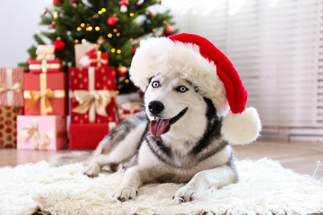 Black and white siberian husky on Christmas eve concept. Nine months old adorable doggy on the floor by the holiday tree with wrapped gift boxes. Festive background, close up, copy space.