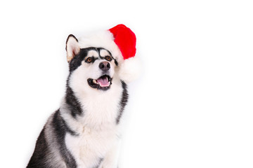 Christmas dog concept. Portrait of young beautiful funny husky sitting with his tongue sticking out, wearing santa hat, white isolated background. Smiling face of domestic pet. Close up, copy space