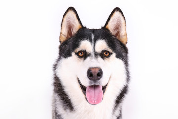 Portrait of young beautiful funny husky dog sitting with its tongue out on white isolated background. Smiling face of domestic pure bred dog with pointy ears. Close up, copy space. © Evrymmnt