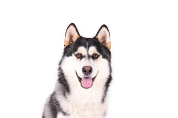Portrait of young beautiful funny husky dog sitting with its tongue out on white isolated background. Smiling face of domestic pure bred dog with pointy ears. Close up, copy space. © Evrymmnt