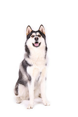 Portrait of young beautiful funny husky dog sitting with its tongue out on white isolated background. Smiling face of domestic pure bred dog with pointy ears. Close up, copy space. © Evrymmnt