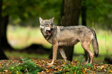 Naklejka na ściany i meble Gray wolf in the forest during the autumn