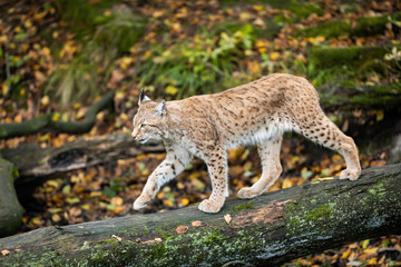 Naklejka na ściany i meble Lynx walking on the tree in the forest