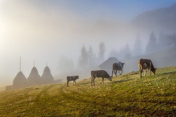 Beautiful landscape Romanian village foggy sunrise sunlight fog Romania idyllic countryside country life rural