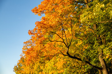 Fototapeta premium Baum mit buntem Herbstlaub