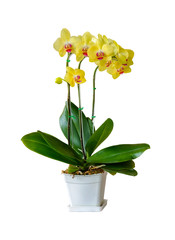 Cluster of Phalaenopsis Orchids blossom in flower pot  isolated on white background