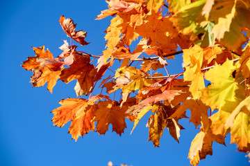 Herbstblätter vor blauem Himmel
