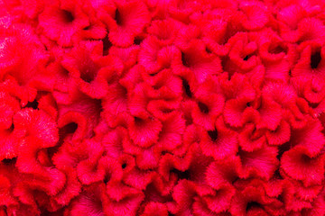 Macro view of red color Cockscomb blossom in flower garden background