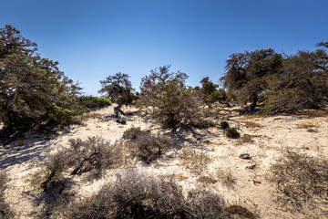 Chrissy island scenery on a sunny summer day with dry trees, white sand and blue clear sky. © Eugene_Photo