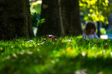 leaf in the grass