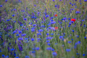 Closeup of cornflowers and poppies field