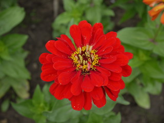 Цветок цинния красная