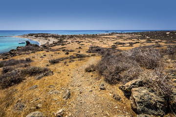 Chrissy island scenery on a sunny summer day with dry trees, brown soil and blue clear sky with haze. © Eugene_Photo