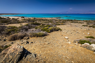 Chrissy island scenery on a sunny summer day with dry trees, brown soil and blue clear sky with haze. © Eugene_Photo
