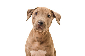 Portrait of a beautiful puppy pitbull, isolated on white background