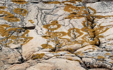 Yellow moss on cliffs
