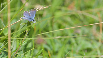 Farfalla celeste posata sui fili d'erba del prato