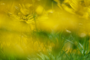 großblumiges Mädchenauge