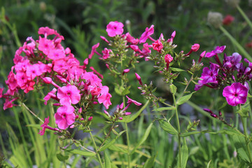 Obraz premium Pink phlox flowers blooming close up photo on green garden background.