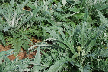 Spanish Artichoke Vegetable Crop Field