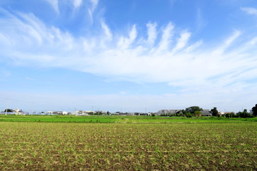 Fototapeta na wymiar 苅田と秋空の風景