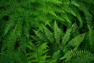 Background image of green grass. The texture of fresh fern