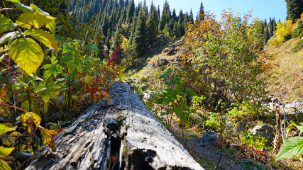 An old tree trunk lies in the autumn forest. The tree withered. Coniferous trees, firs, yellow-green leaves and bushes are visible. Sunny day, blue sky. Almaty, Kazakhstan.