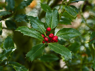 Close up of Holly Ilex Aquifolium 'Siberia=Limsi'