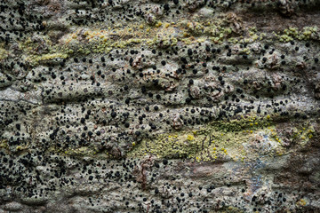 The texture of the bark of a tree. Background image of macro photo of bark with mold
