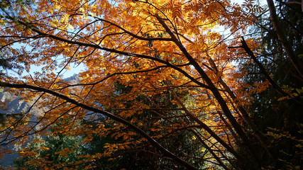 Yellow-orange leaves on the branches of trees. You can see the green branches of a coniferous tree. Between the branches glimpses of blue sky. A walk in the woods. Almaty, Kazakhastan.