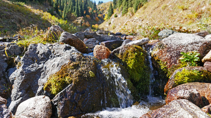 River in the forest. Autumn landscape. Water flows around the stones, visible green moss, small streams. Green gorge, grow spruce, yellow grass and trees. Mountains Of Almaty, Kazakhstan.