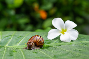 Small curled Achatina snail creeping on a green leaf with a white beautiful magnolia flower in the middle of a green garden..Cosmetology concept