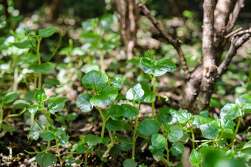 Peperomia or Shiny leave in the garden