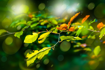 Juicy green and yellow autumn leaves in the forest. Glowing bokeh background.