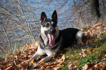 young east european shepherd in the autumn forest