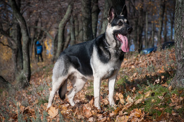 young east european shepherd in the autumn forest
