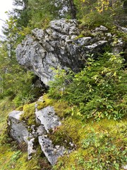Moosbewachsene Steine im Wald