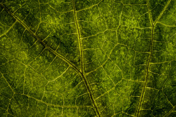 Obraz premium Background image of a leaf of a tree close up. A green leaf of a tree is a big magnification. Macro shooting.