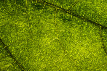 Background image of a leaf of a tree close up. A green leaf of a tree is a big magnification. Macro shooting.