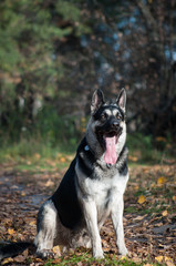 young east european shepherd in the autumn forest